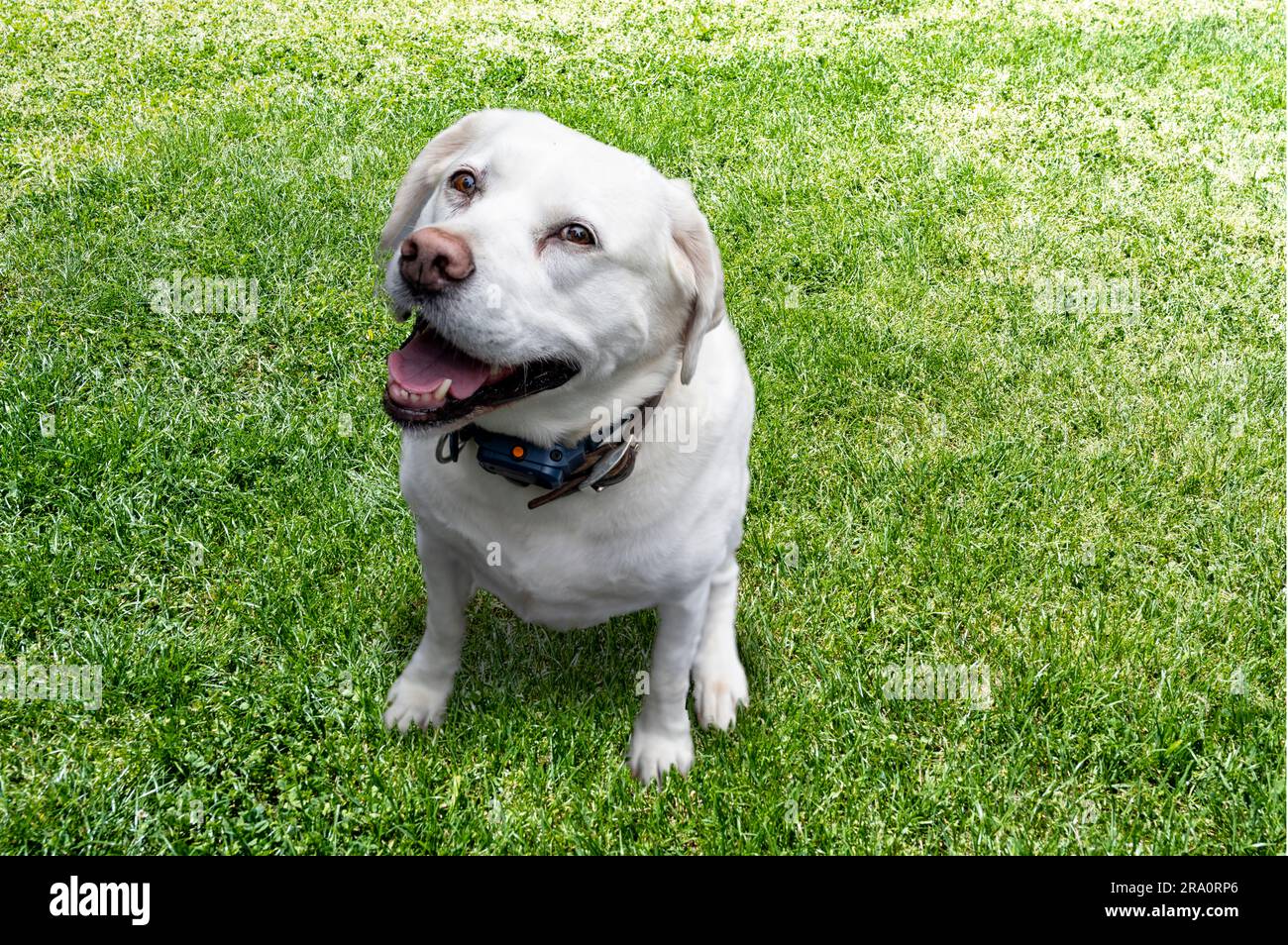 Cane Labrador retriever attivo, sorridente e allegro e puro all'aperto sull'erba nelle soleggiate giornate estive. Foto Stock
