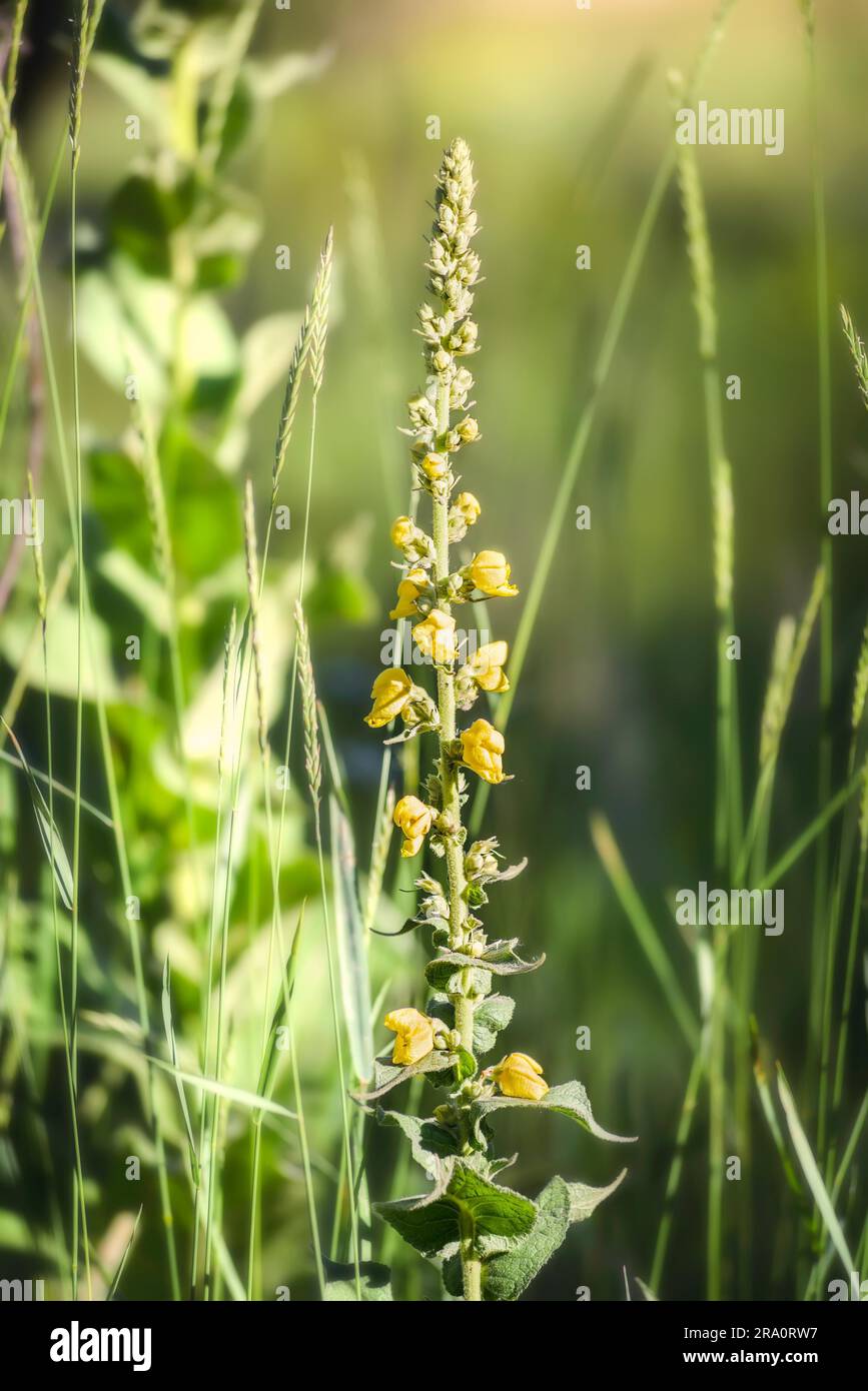 Fiori gialli, noti anche come grande mullein o mullein comune (Verbascum Thapsus), nel prato sotto il sole estivo Foto Stock