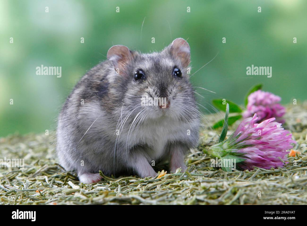 Criceto djungariano (Phodopus sungorus) Foto Stock