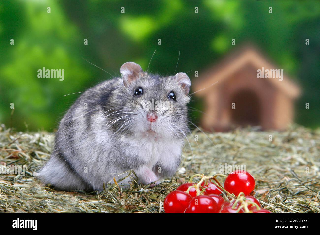 Criceto djungariano (Phodopus sungorus) Foto Stock