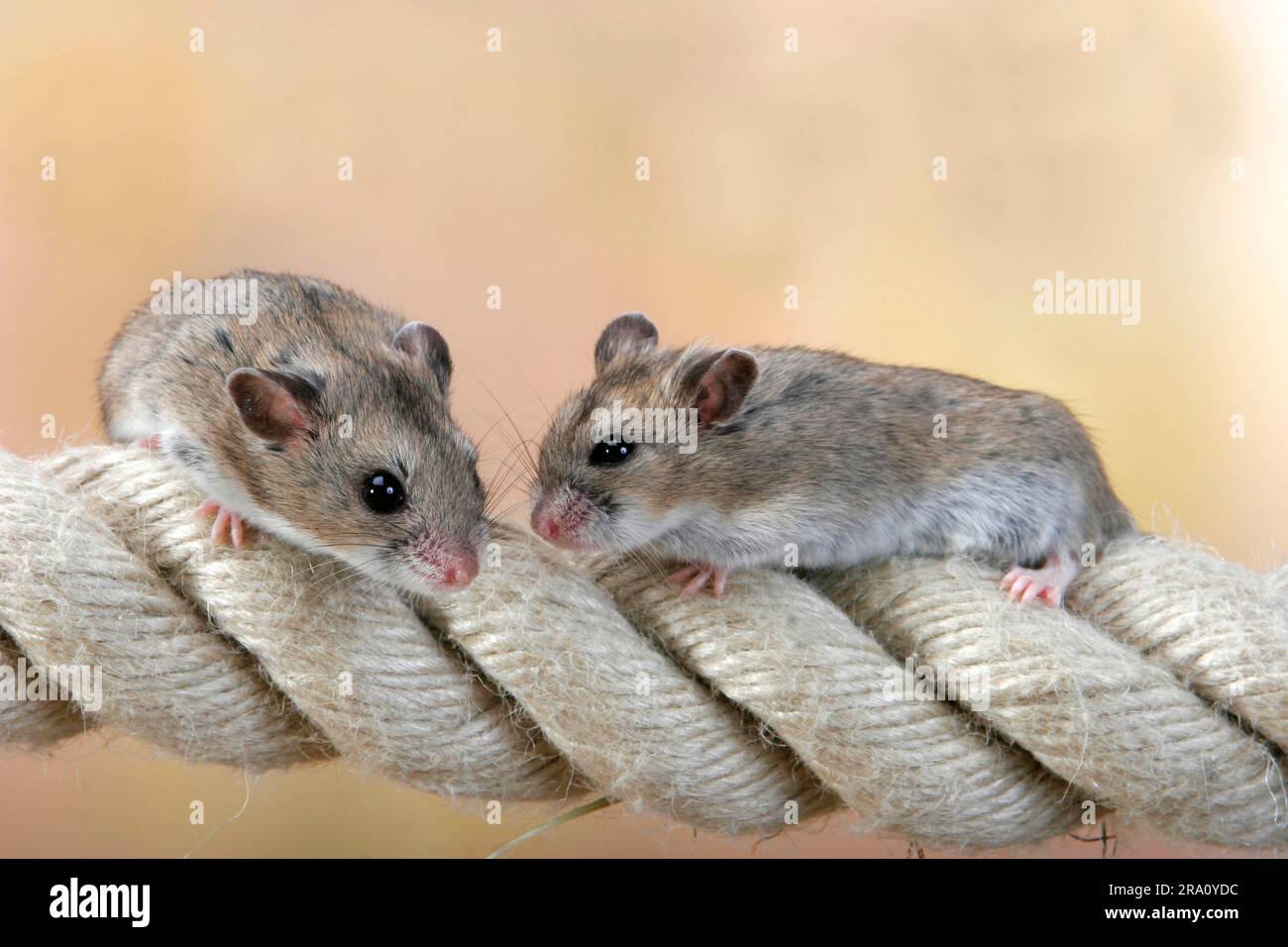 Criceto nano cinese su rugiada (Cricetulus griseus), criceto cinese a strisce (Cricetulus barabensis), criceto nano cinese a strisce Foto Stock