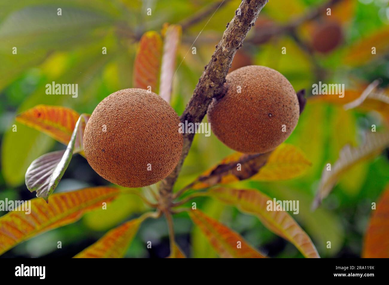 Mamey Sapote Fruits on Tree, parco nazionale di Daintree, Queensland, Australia (Pouteria sapota) Foto Stock