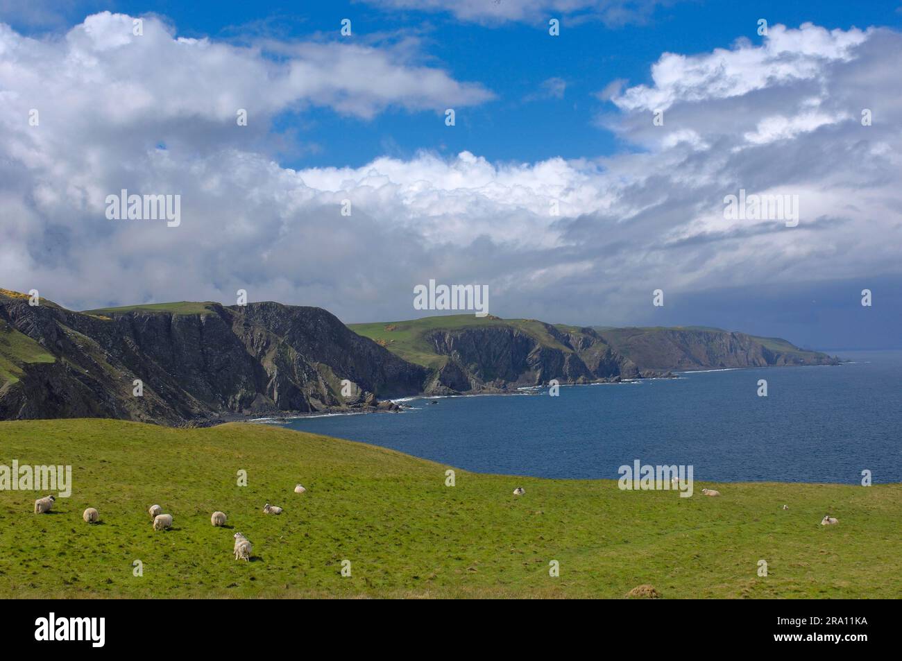 Costa rocciosa, St. ABB's Head, St. ABB's, Scottish Borders, Scotland, Bird Sanctuary, Scottish Borderland Foto Stock