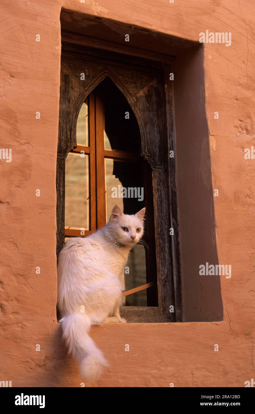 Gatto della casa sul davanzale, Medina, Agadir, Marocco Foto Stock