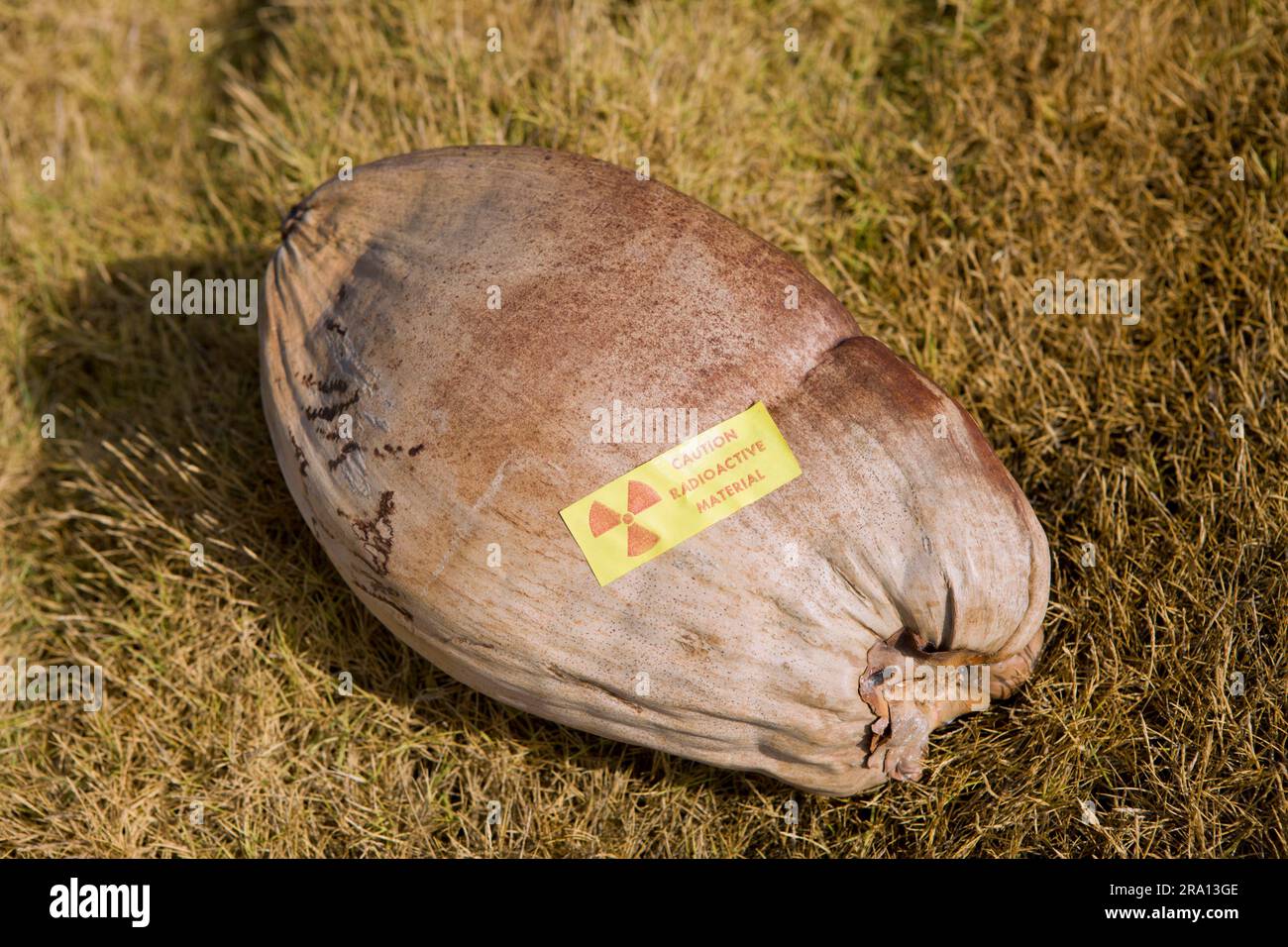 Noce di cocco contaminate radioattivamente da Bikini Island, Atollo Bikini, Isole Marshall, radioattività, Micronesia Foto Stock