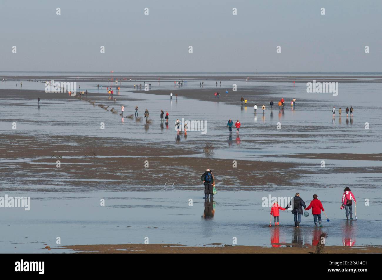 Camminata in piano fangoso, camminatore fangoso, camminatore, Duhnen, Cuxhaven, Bassa Sassonia Wadden Sea National Park, bassa Sassonia, Germania Foto Stock