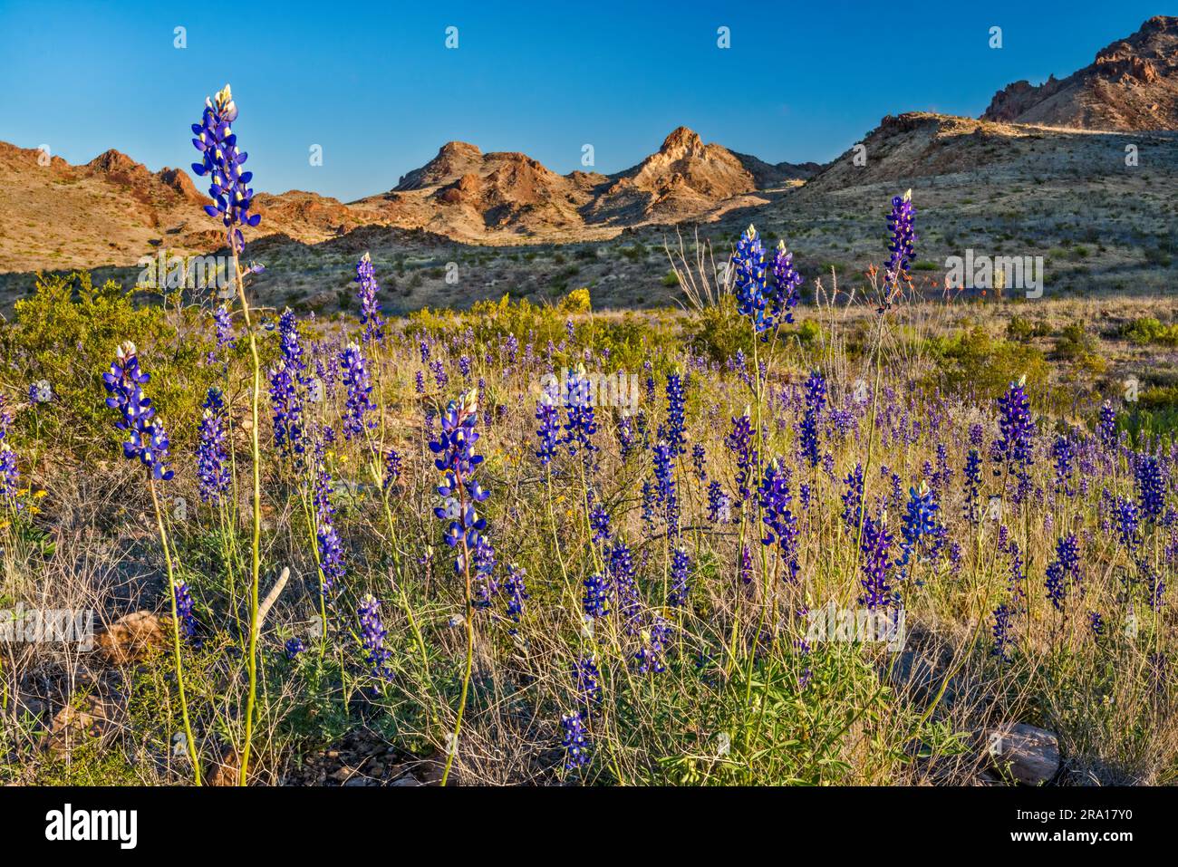 Bluebonnet fioritura a marzo, all'alba, Ross Maxwell Scenic Drive, Chihuahuan Desert, Big Bend National Park, Texas, USA Foto Stock