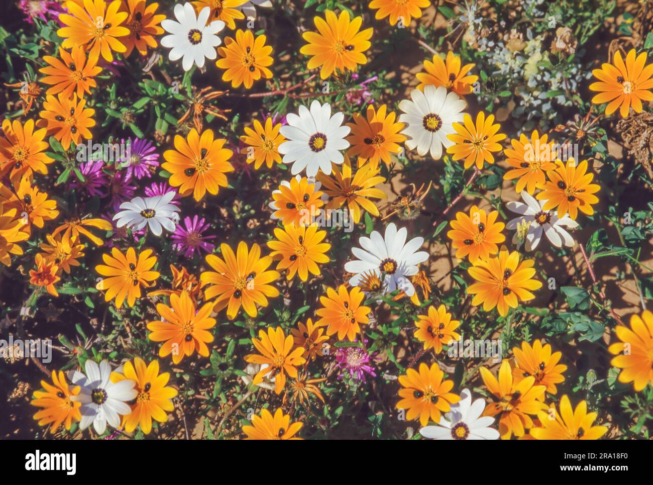 Margherite bianche e arancioni e vygie viola che crescono in primavera a Namaqualand nella provincia del Capo settentrionale in Sudafrica. Foto Stock