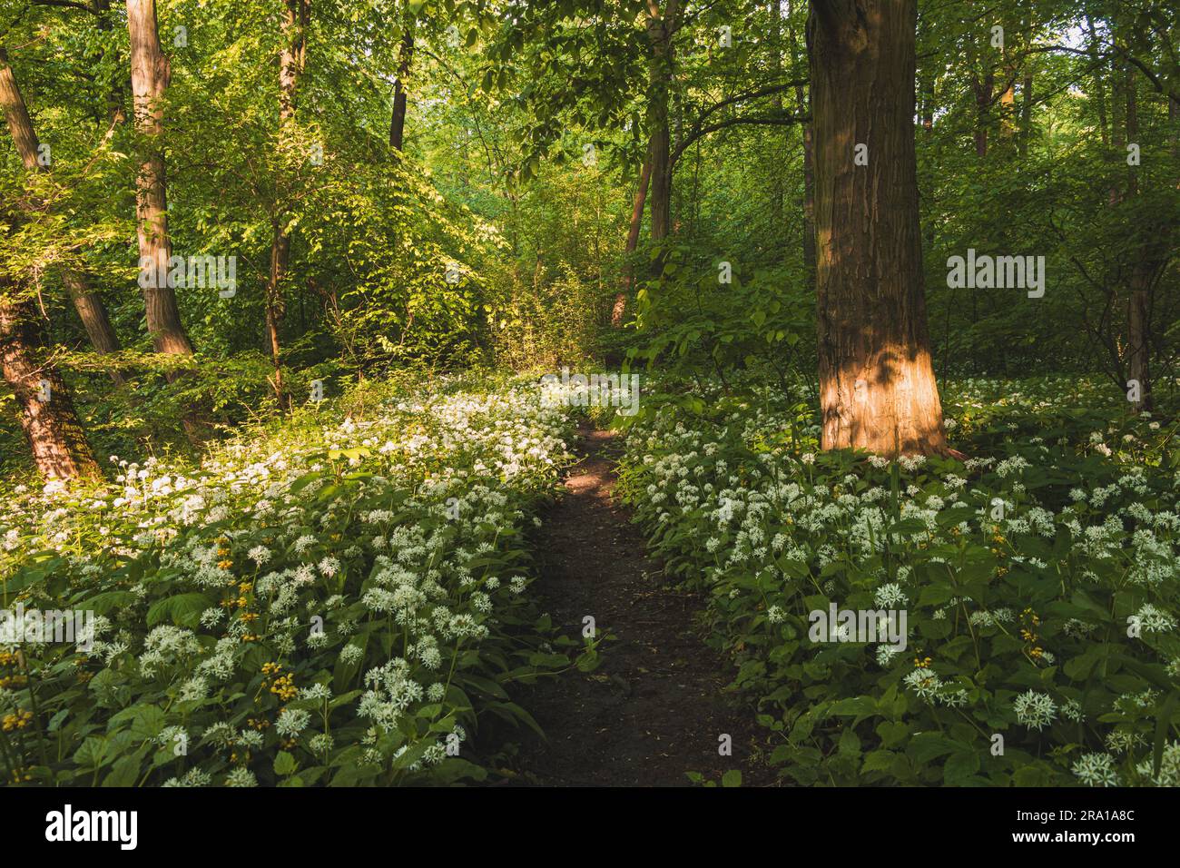 Foresta ricoperta di aglio di orso bianco fiorito, Allium ursinum, durante i mesi primaverili. I fiori bianchi conferiscono alla foresta una qualità soprannaturale. Foto Stock