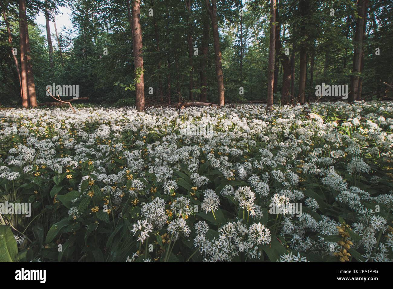 Foresta ricoperta di aglio di orso bianco fiorito, Allium ursinum, durante i mesi primaverili. I fiori bianchi conferiscono alla foresta una qualità soprannaturale. Foto Stock