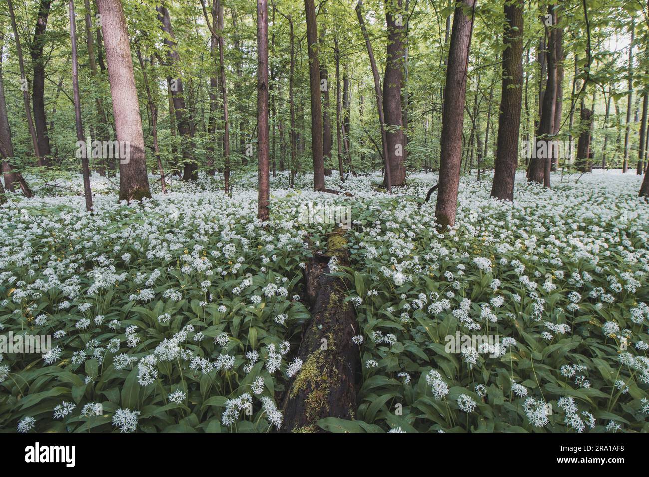 Foresta ricoperta di aglio di orso bianco fiorito, Allium ursinum, durante i mesi primaverili. I fiori bianchi conferiscono alla foresta una qualità soprannaturale. Foto Stock