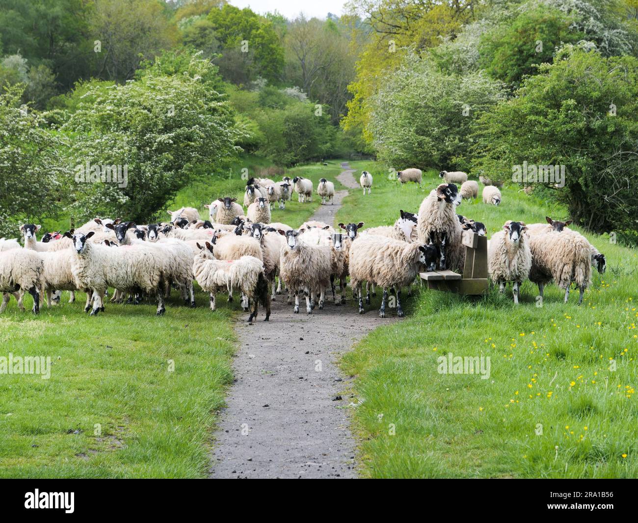 Una marmellata di pecore sul sentiero tra Beck Hole e Goathland nella Murk Esk Valley, North York Moors National Park Foto Stock