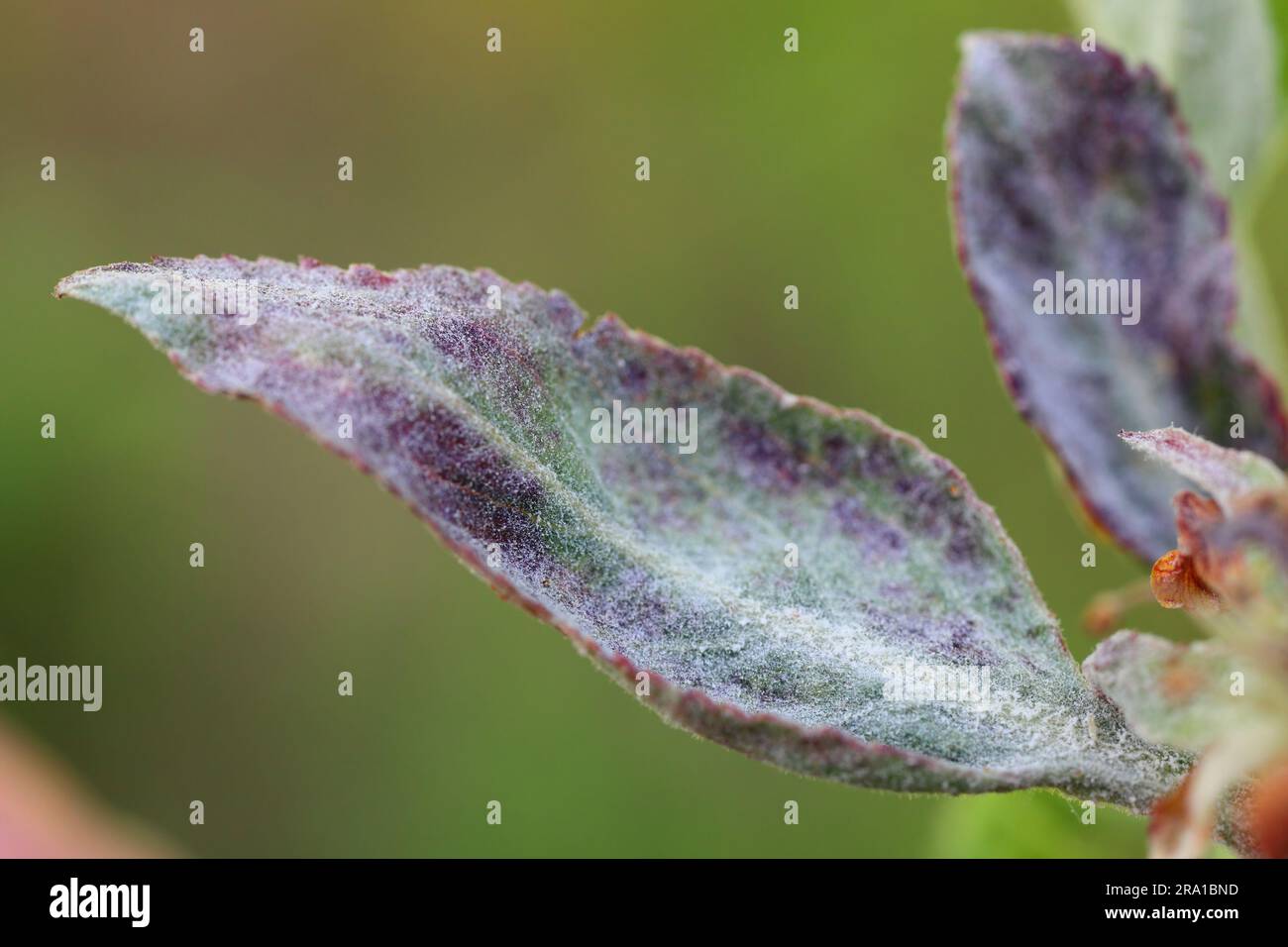 Infezione primaria di muffa in polvere (Podosphaera leucotricha) su foglie di mela e fiori. Foto Stock