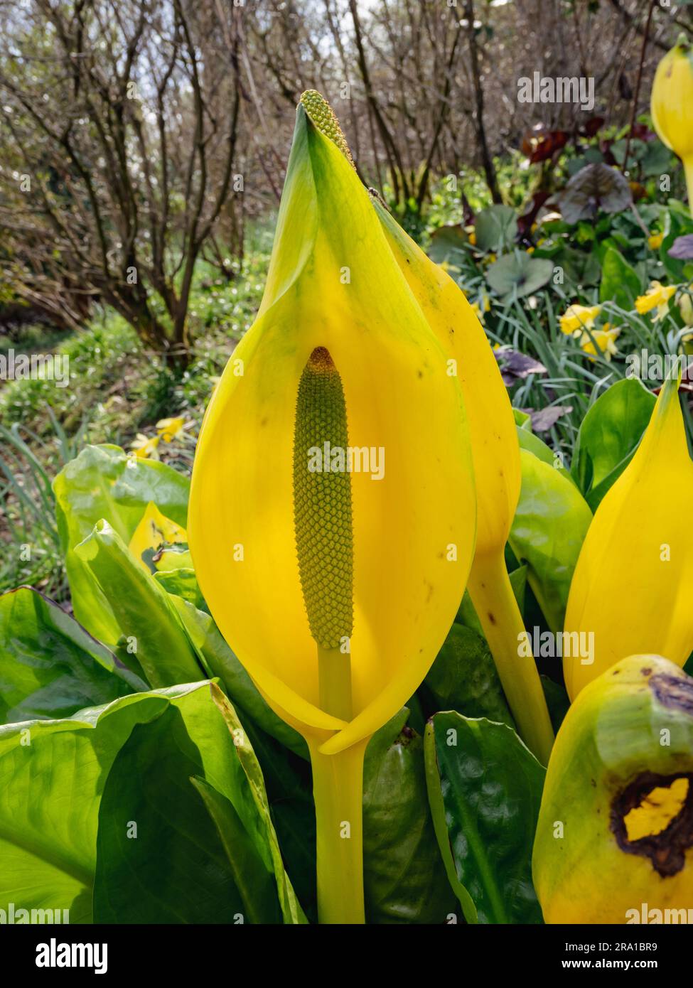 Symplocarpus foetidus o Skunk Cabbage Foto Stock