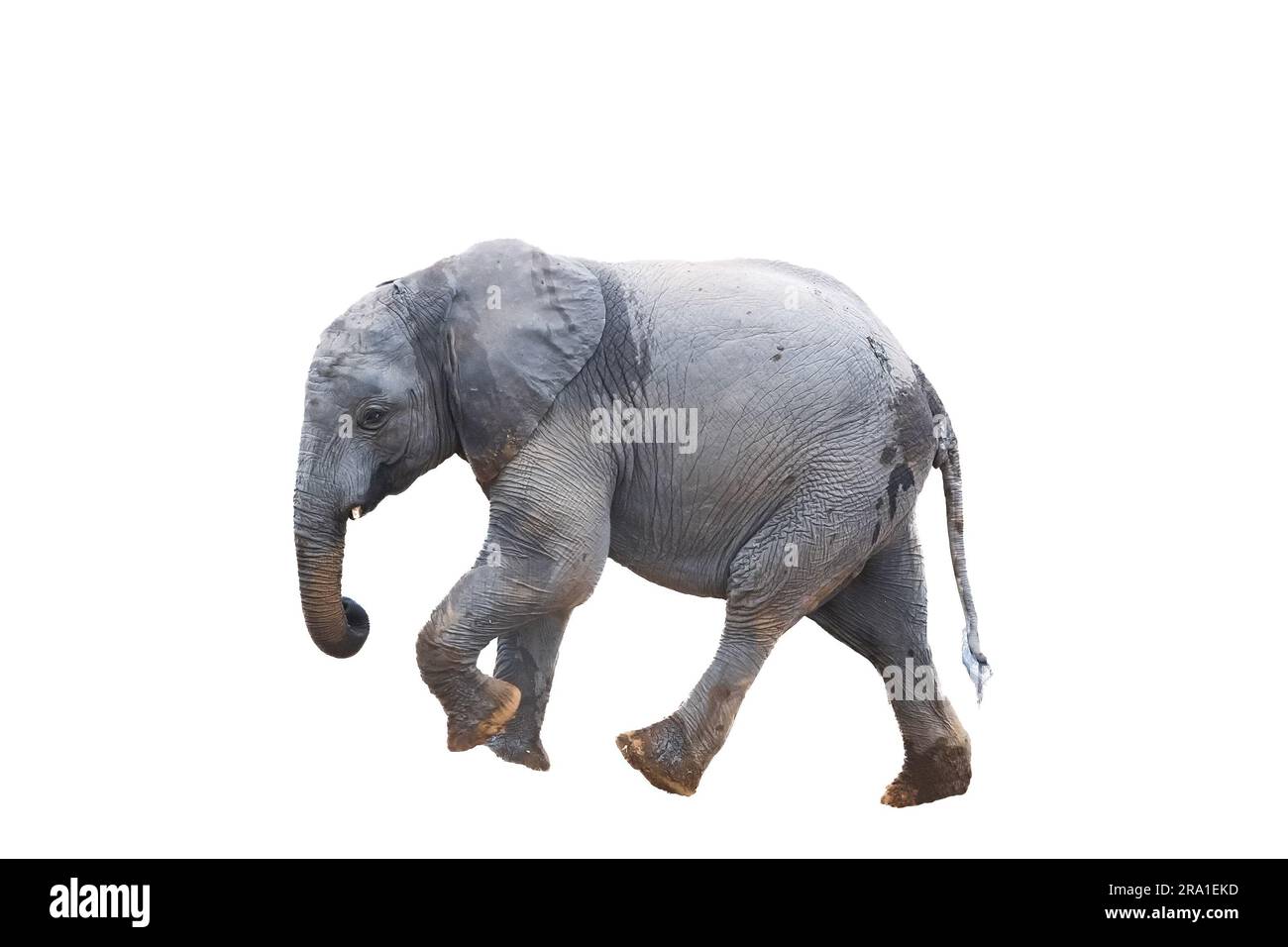 Un elefante africano, Loxodonta africana, con piedi bagnati e tronco, che cammina. Isolato su bianco Foto Stock