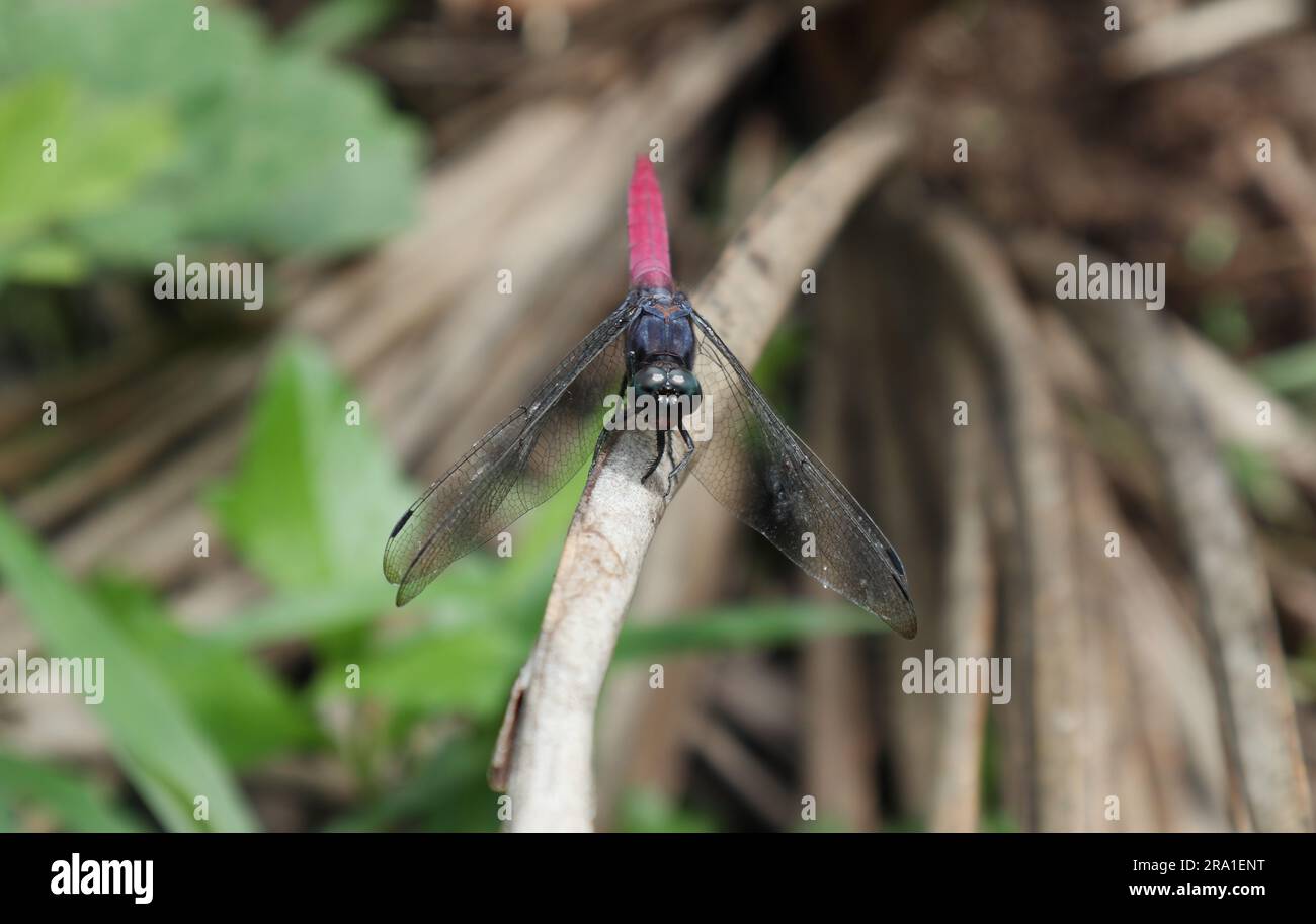 Vista frontale di una libellula di falco palustre con coda di cremisi arroccata sulla cima di una foglia di cocco secca elevata Foto Stock