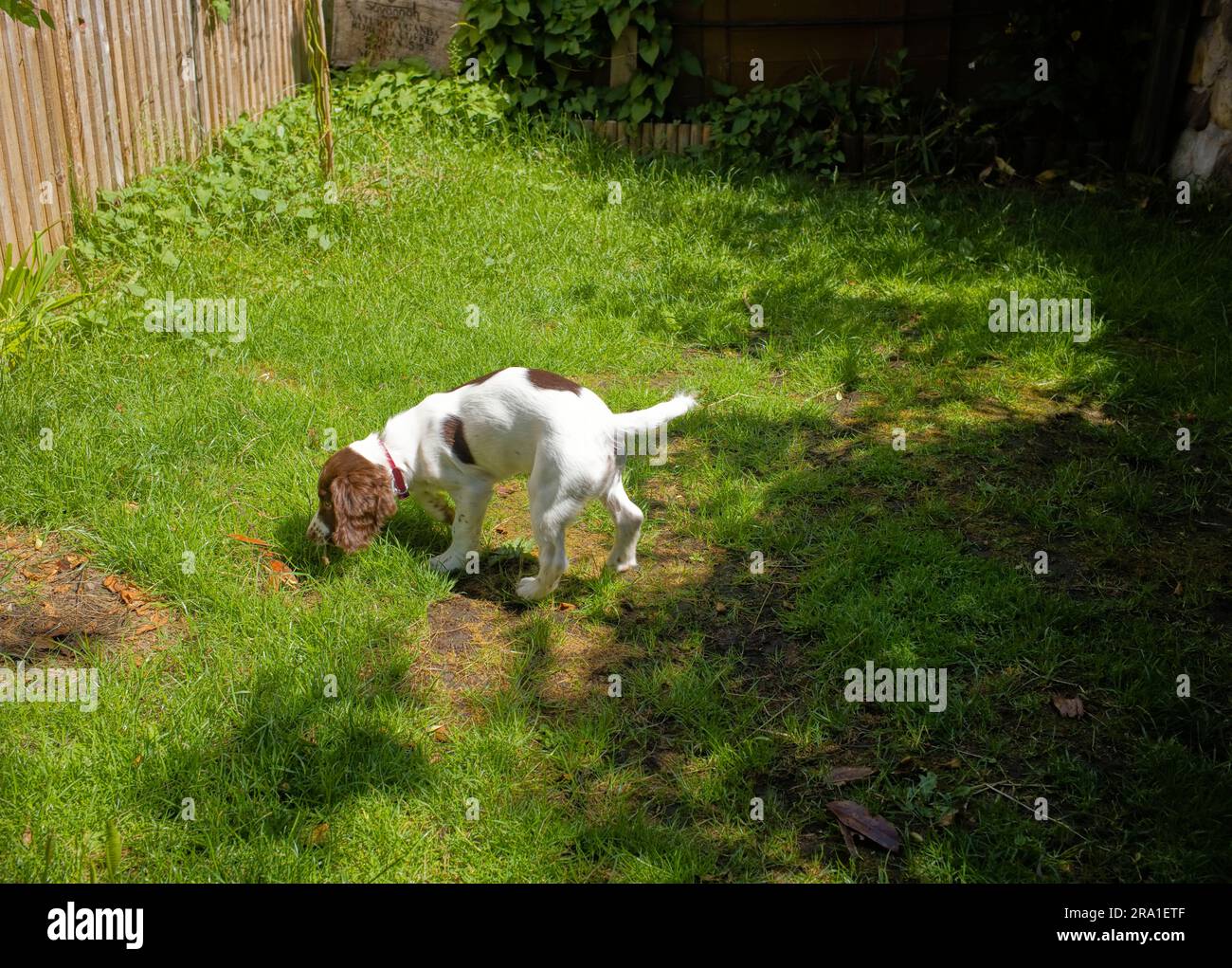 Se hai un giardino recintato, questo è l'ideale per far sì che un cucciolo springer spaniel inizi a sviluppare il suo senso dell'olfatto Foto Stock