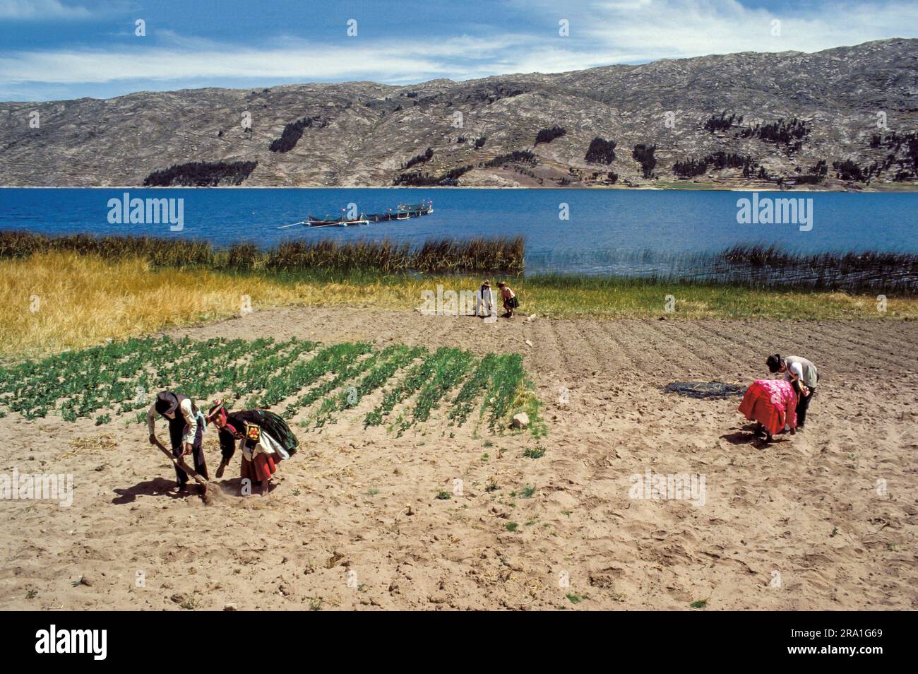 Perù, lago Titicaca; coppie che lavorano in un orto e un vivaio di pesci nel lago dietro di loro. Foto Stock
