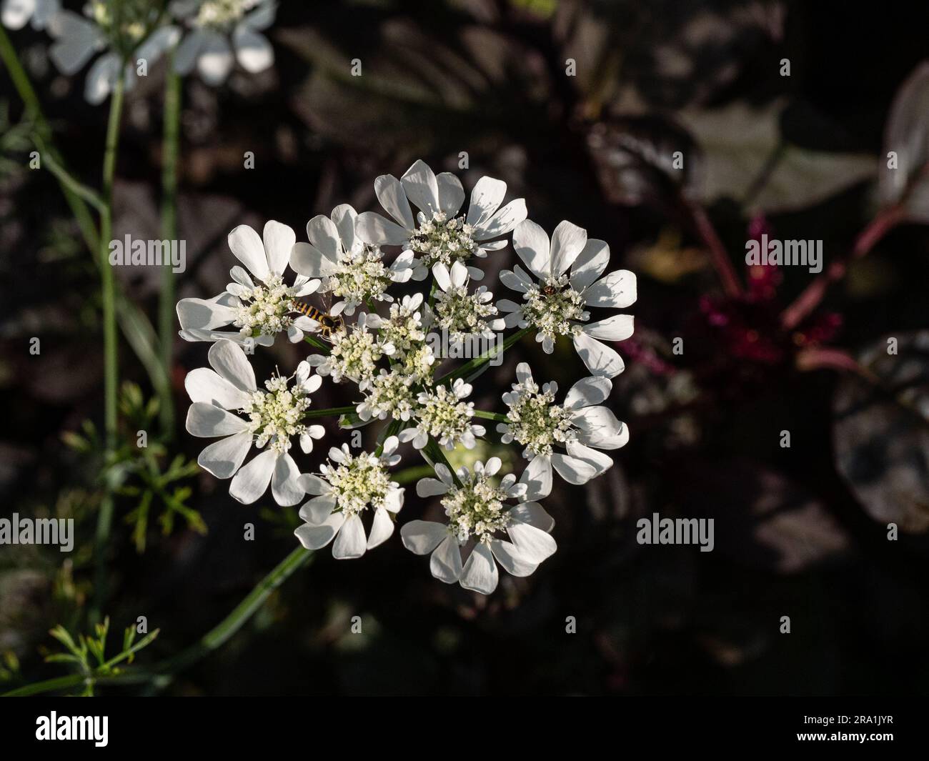 Una chiara testa di fiori bianca della famosa grandiflora annuale di Orlaya Foto Stock