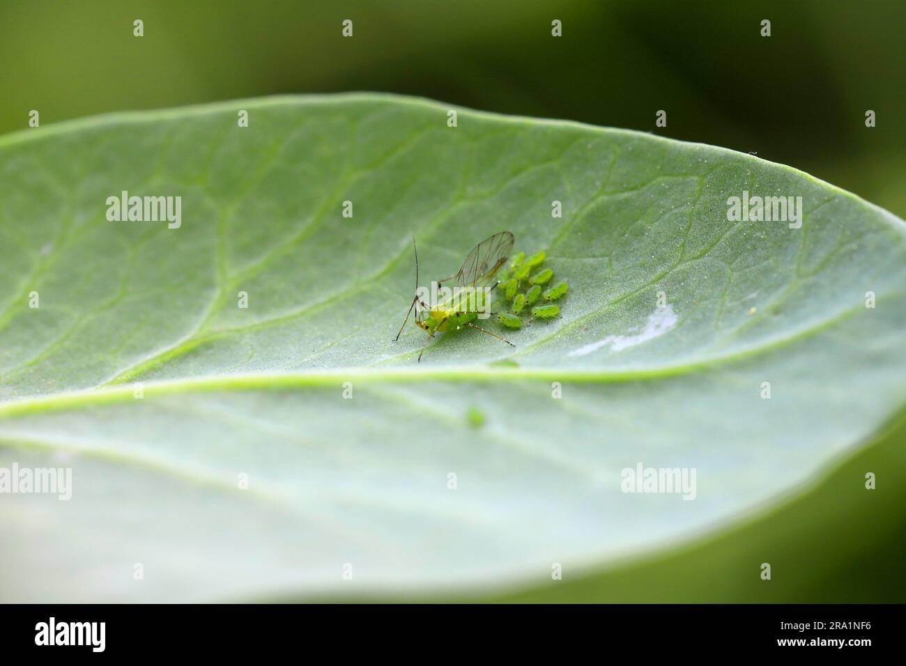 Pea Afid, Acyrthosiphon pisum. Una colonia di individui senza ali e una femmina alata su una foglia di pisello. Foto Stock