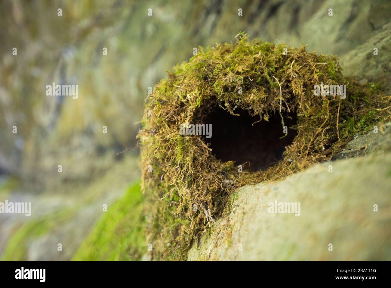 Nido di Cinclus mexicanus (American Dipper) Foto Stock