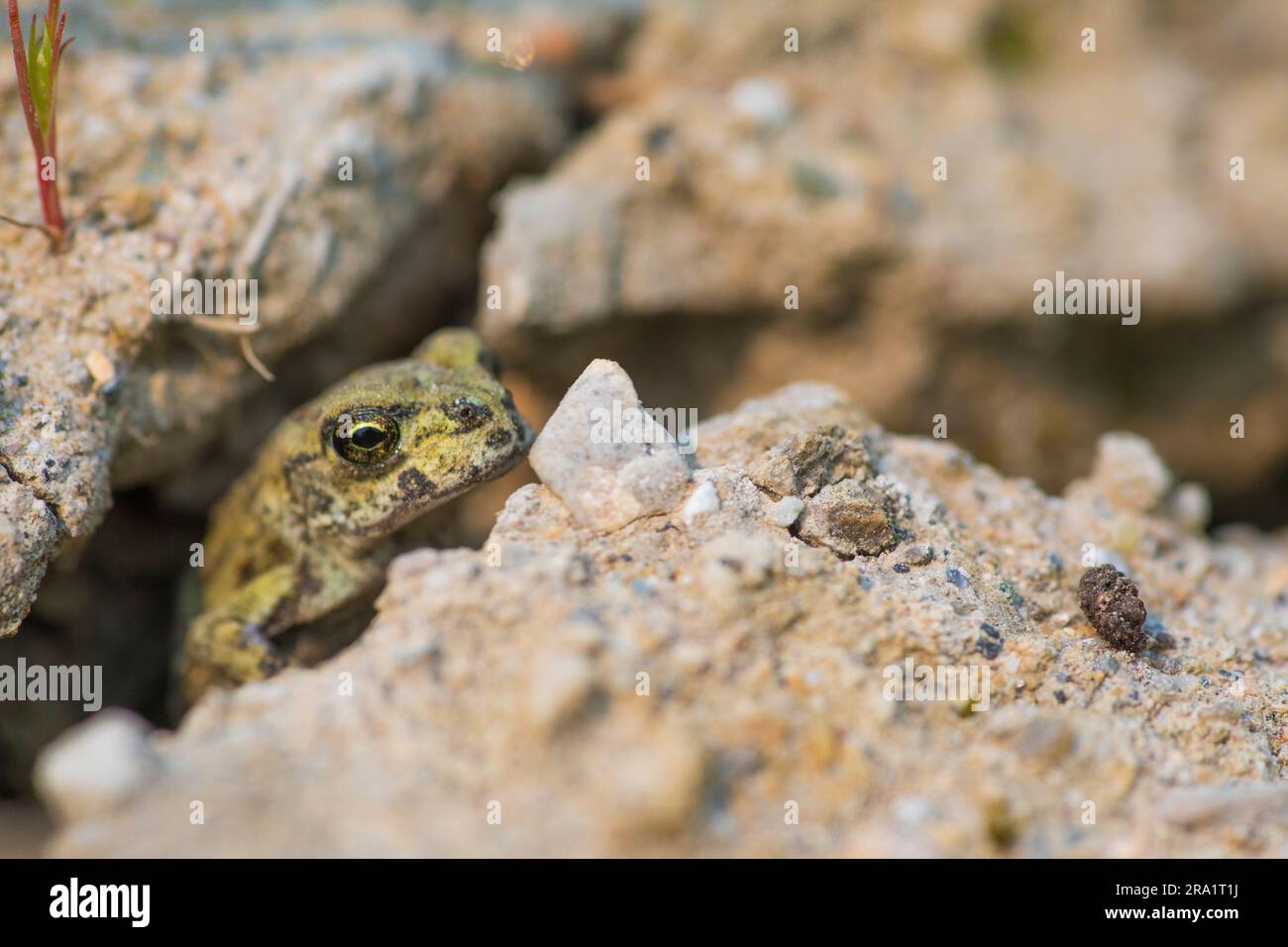 ¬† rospo occidentale (Anaxyrus¬†boreas)¬†tra le rocce Foto Stock