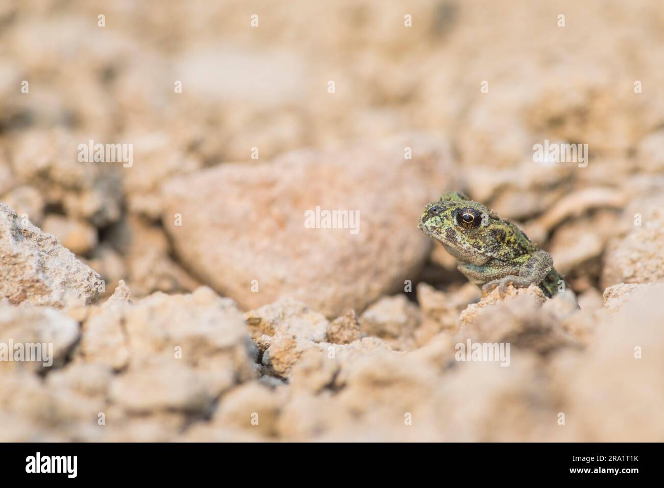 ¬† rospo occidentale (Anaxyrus boreas) tra le rocce Foto Stock