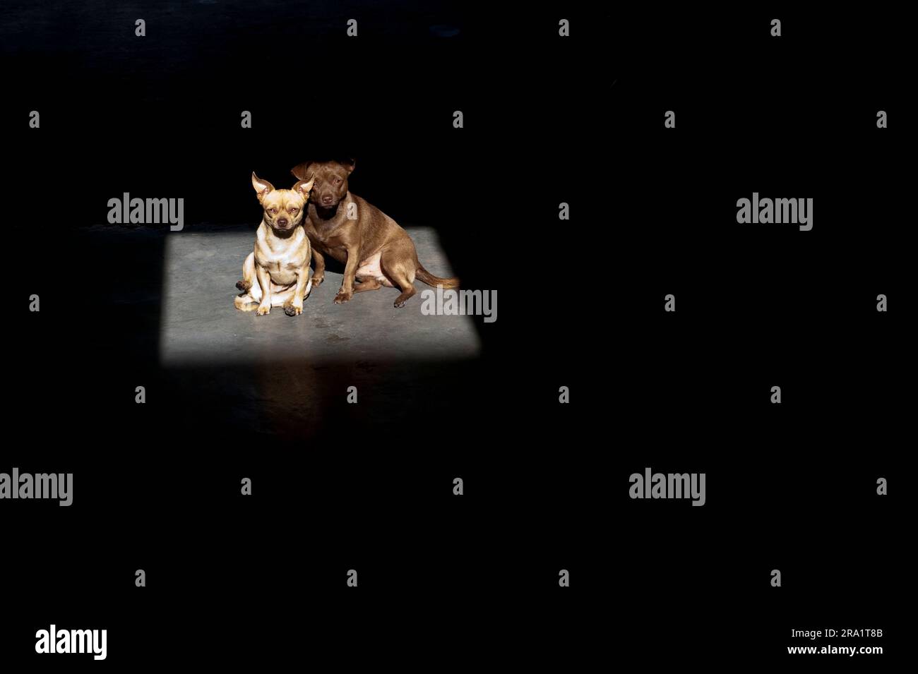 Due cani di piccola taglia che si prendono il sole a San Miguel de Allende. Foto Stock