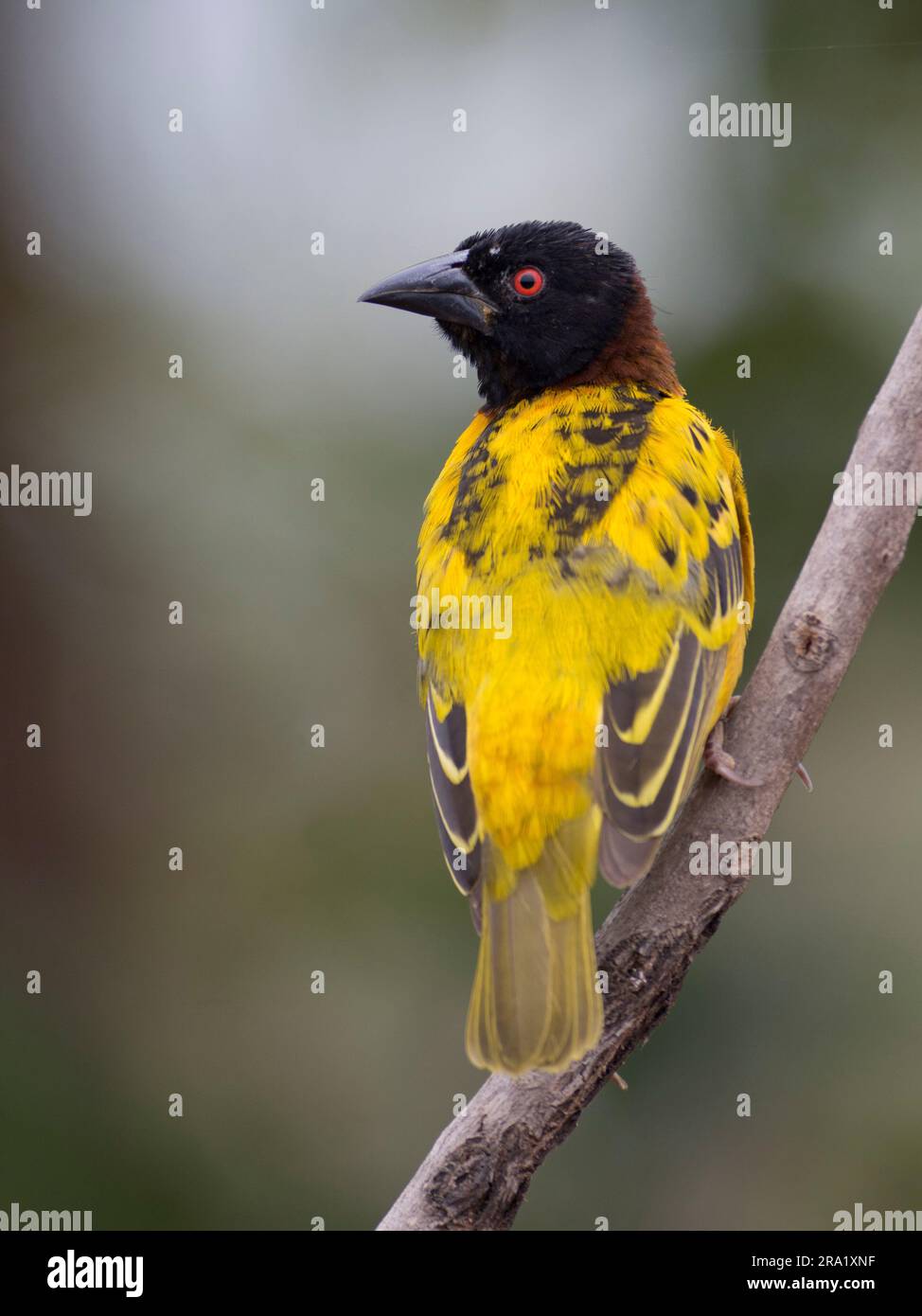 tessitore mascherato in vitellina (Ploceus vitellinus), arroccato su un ramo, Gambia, Farabanta Foto Stock