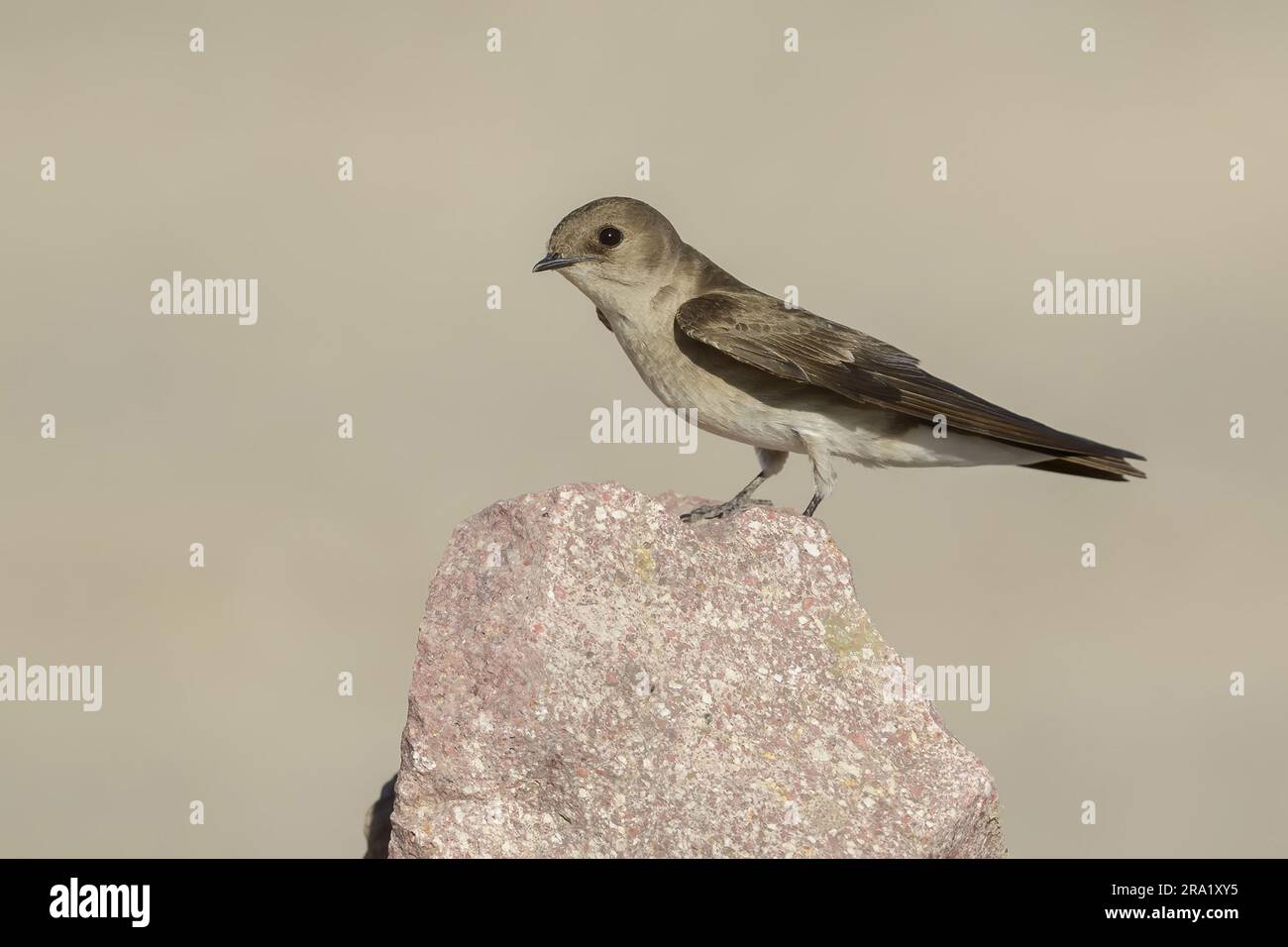 Rondine alato settentrionale (Stelgidopteryx serripennis), seduto su una roccia, USA, California Foto Stock