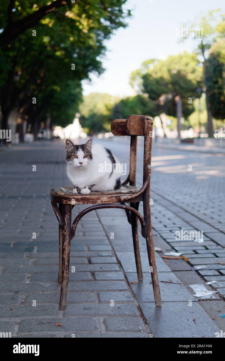 Gatto seduto su una sedia di legno ben indossata in Piazza Sultanahmet, Istanbul, Turchia Foto Stock