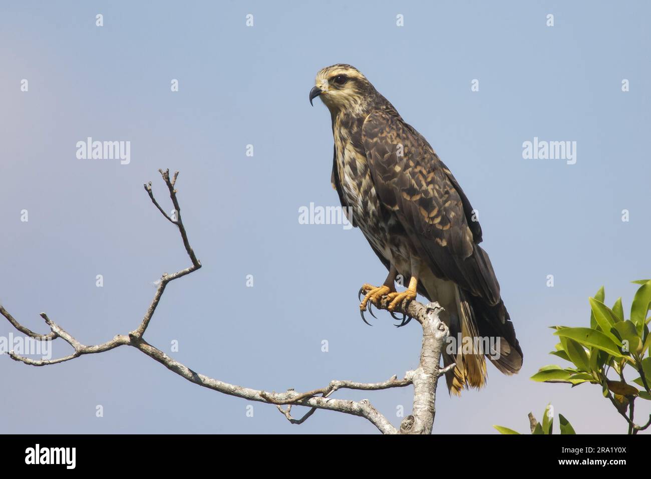 Aquilone everglade (Rostrhamus sociabilis plumbeus), donna adulta seduta su un albero, USA, Florida Foto Stock