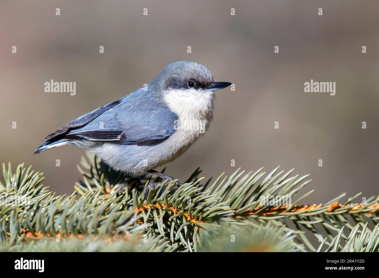 Nuthatch pigmeo (Sitta pygmaea), adulto seduto in una filiale, USA, California Foto Stock