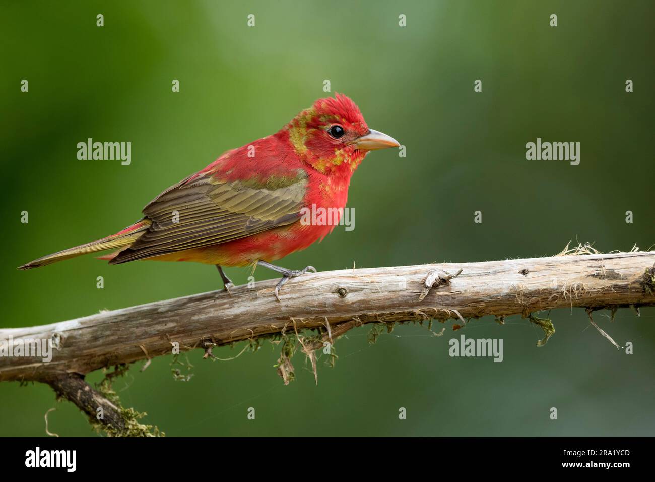 Tanager estivo (Piranga rubra), giovane maschio arroccato su un ramo, secondo anno solare , USA, Texas Foto Stock