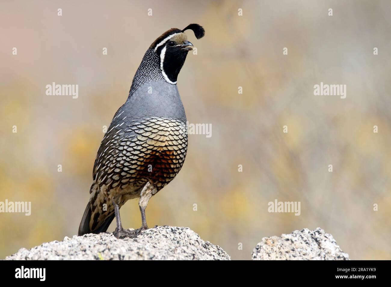 Quaglia californiana (Callipepla californica, Lophortyx californica), maschio adulto, Calling, USA, California Foto Stock