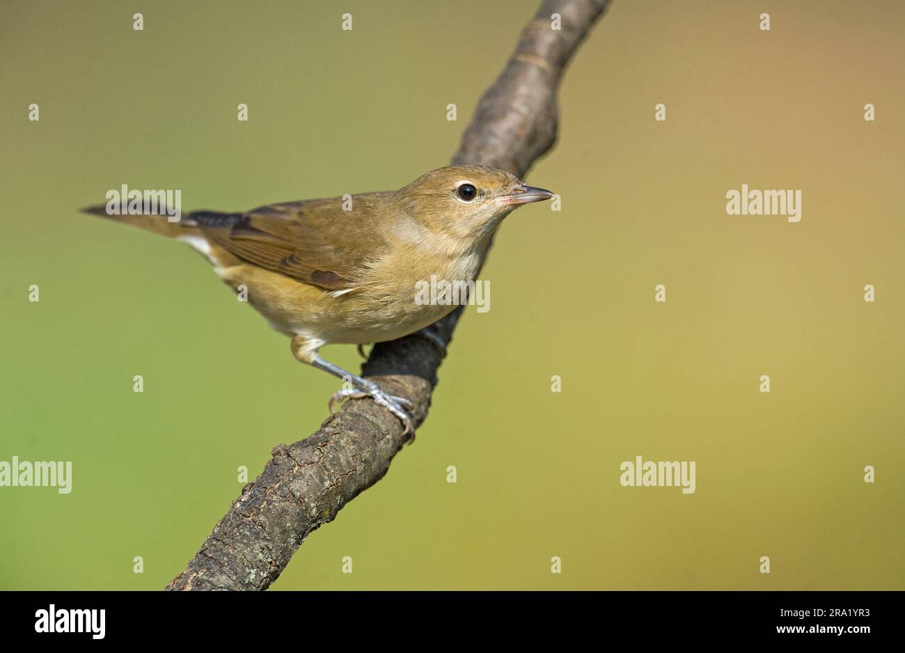 Parula da giardino (Sylvia borin), seduta su una filiale, Italia Foto Stock