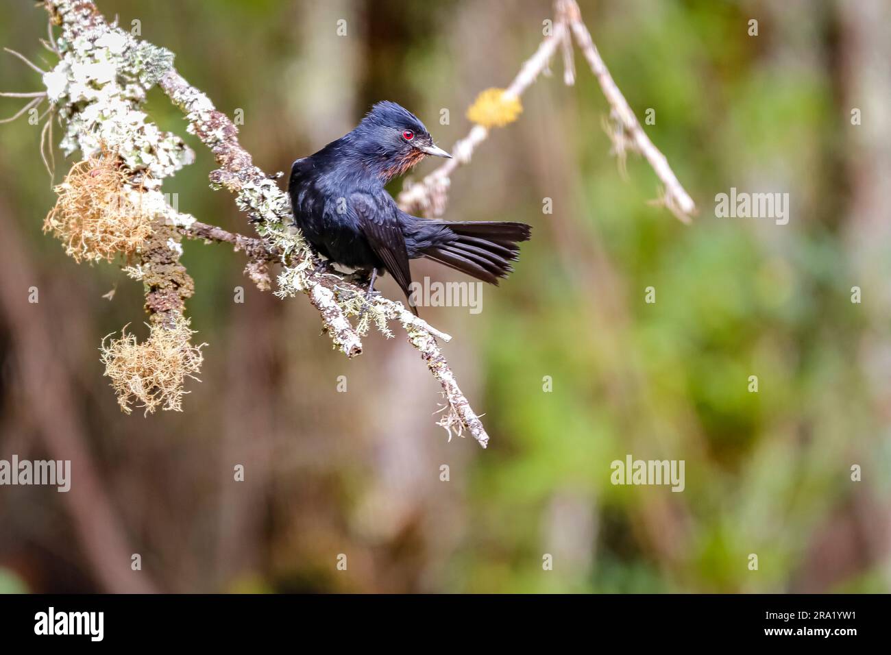 Tiranno nero vellutato arroccato su un ramo d'albero coperto di licheni, guardando a destra, il parco naturale di Caraca, Minas Gerais, Brasile Foto Stock