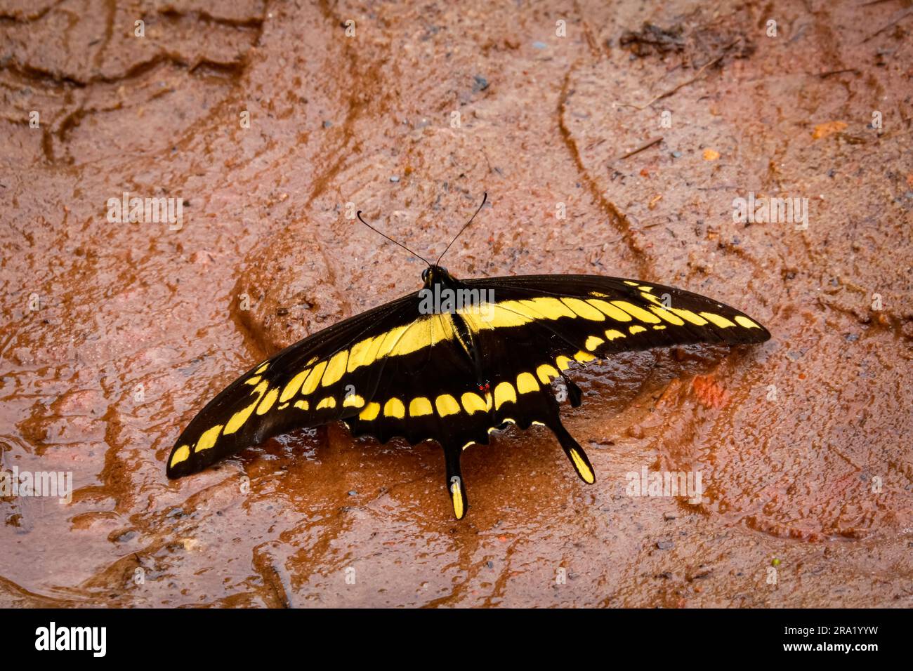 Primo piano di una farfalla nera e gialla con ali spalmate sulla superficie umida dell'argilla, parco naturale di Caraca, Minas Gerais, Brasile Foto Stock
