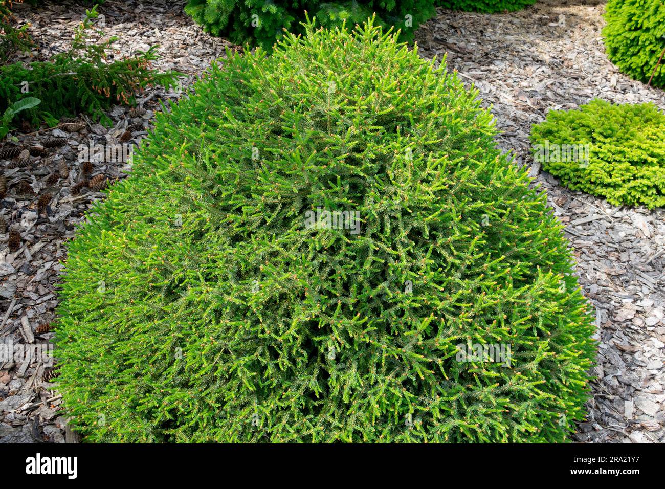 Picea omorika, Garden, Picea omorika "Cenerentola", ovale, nano dell'abete serbo a crescita lenta in giardino Foto Stock