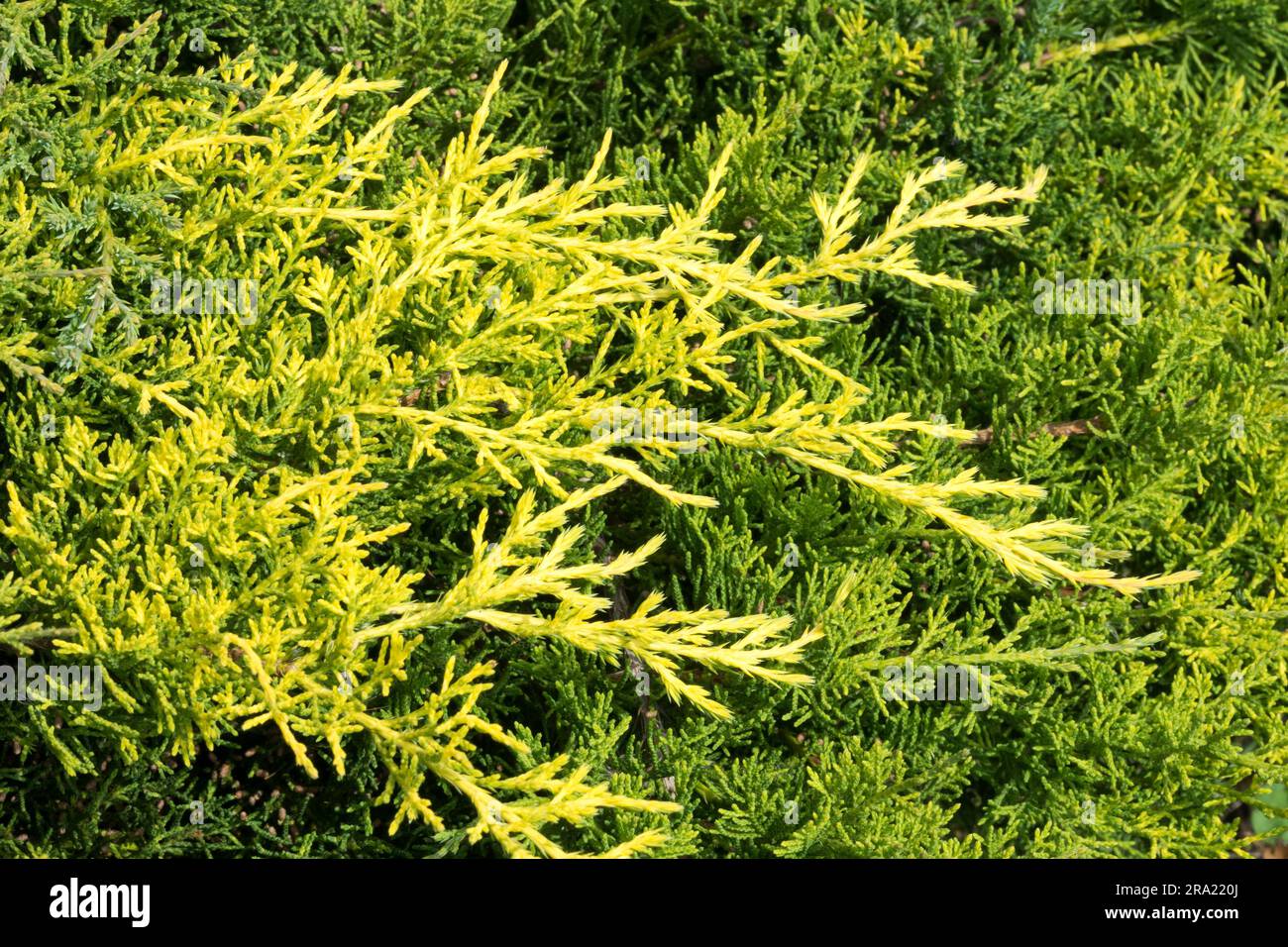 Juniperus x pfitzeriana 'Old Gold', Juniperus 'Old Gold', rami, aghi, prostrato, Ginepro, giallo, ginepro Pfitzer Foto Stock