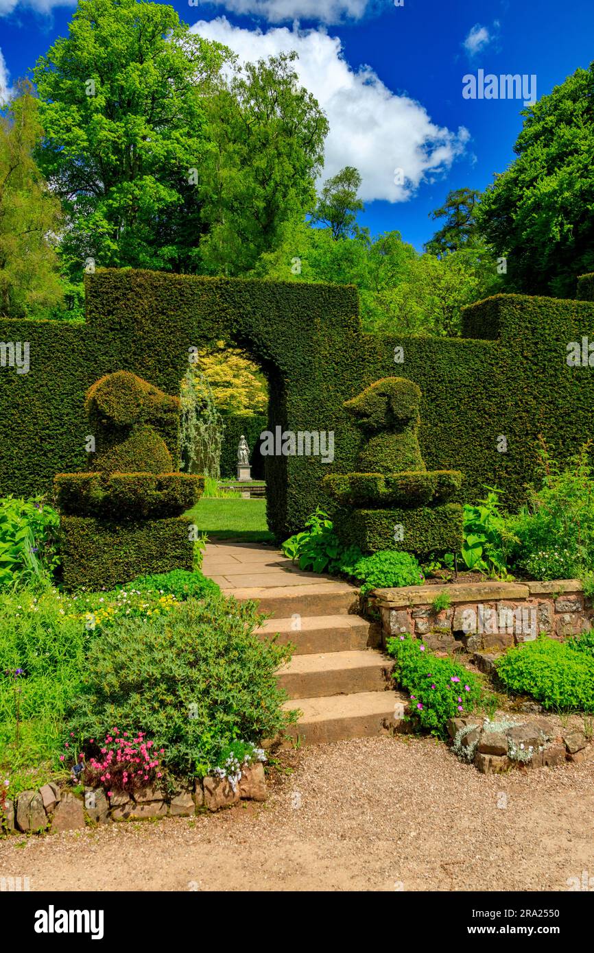 La sapiente arte topiaria come si vede sulle siepi a forma di cani presso il Knightshayes Court, nr Tiverton, Devon, Inghilterra, Regno Unito Foto Stock