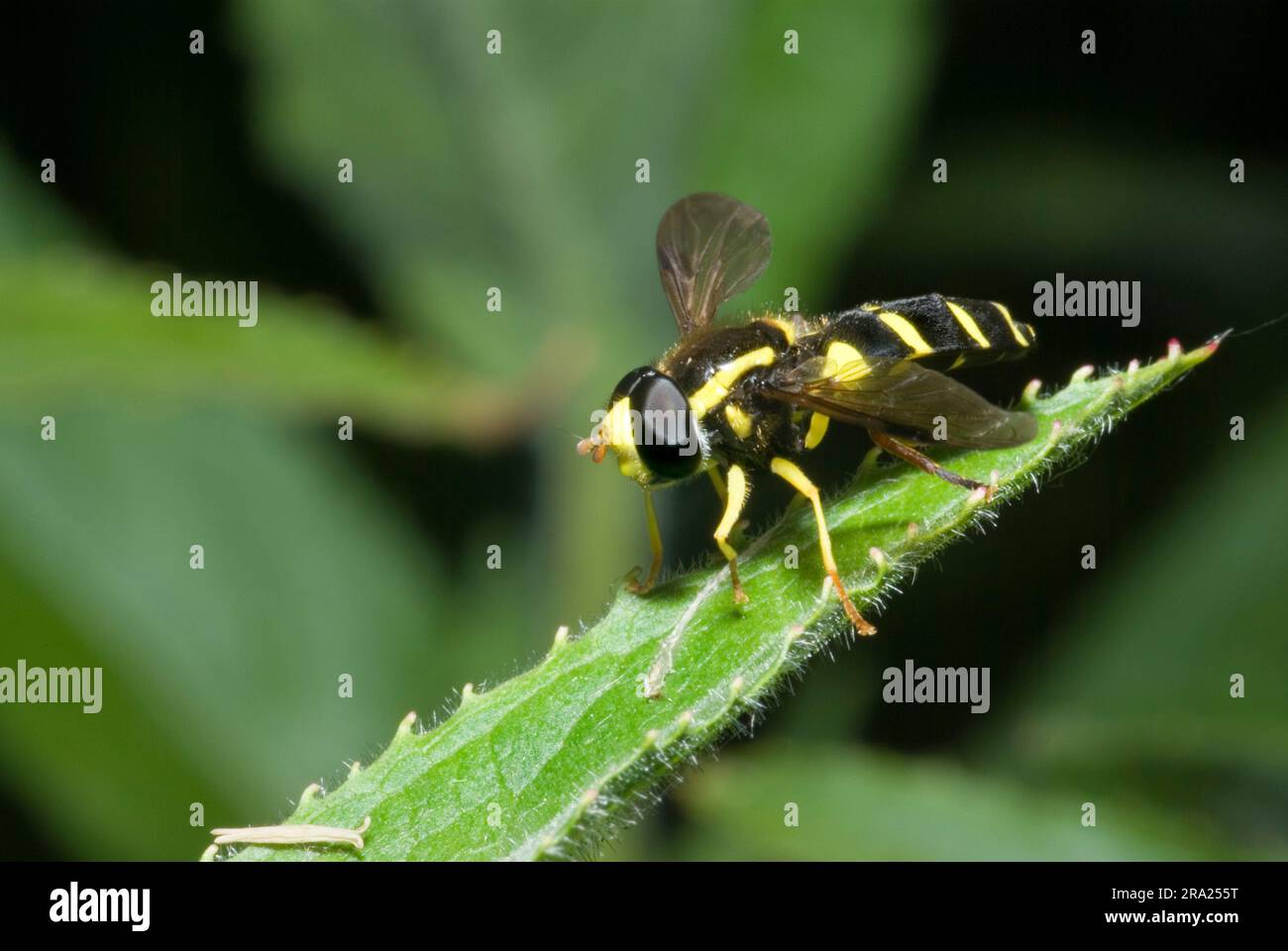 Xanthogramma pedissequum Hoverfly Foto Stock