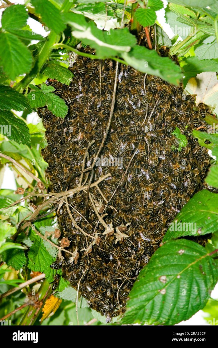 Swarming Honey Bees. Foto Stock
