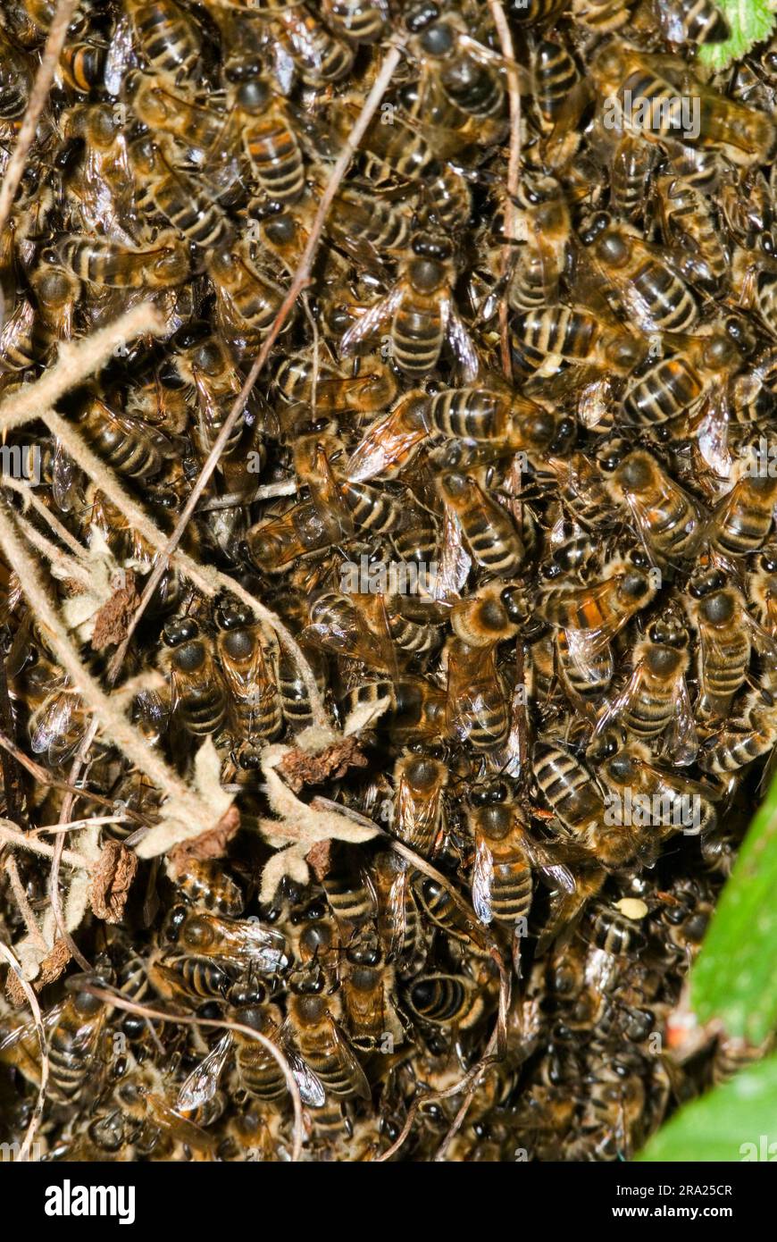 Swarming Honey Bees. Foto Stock