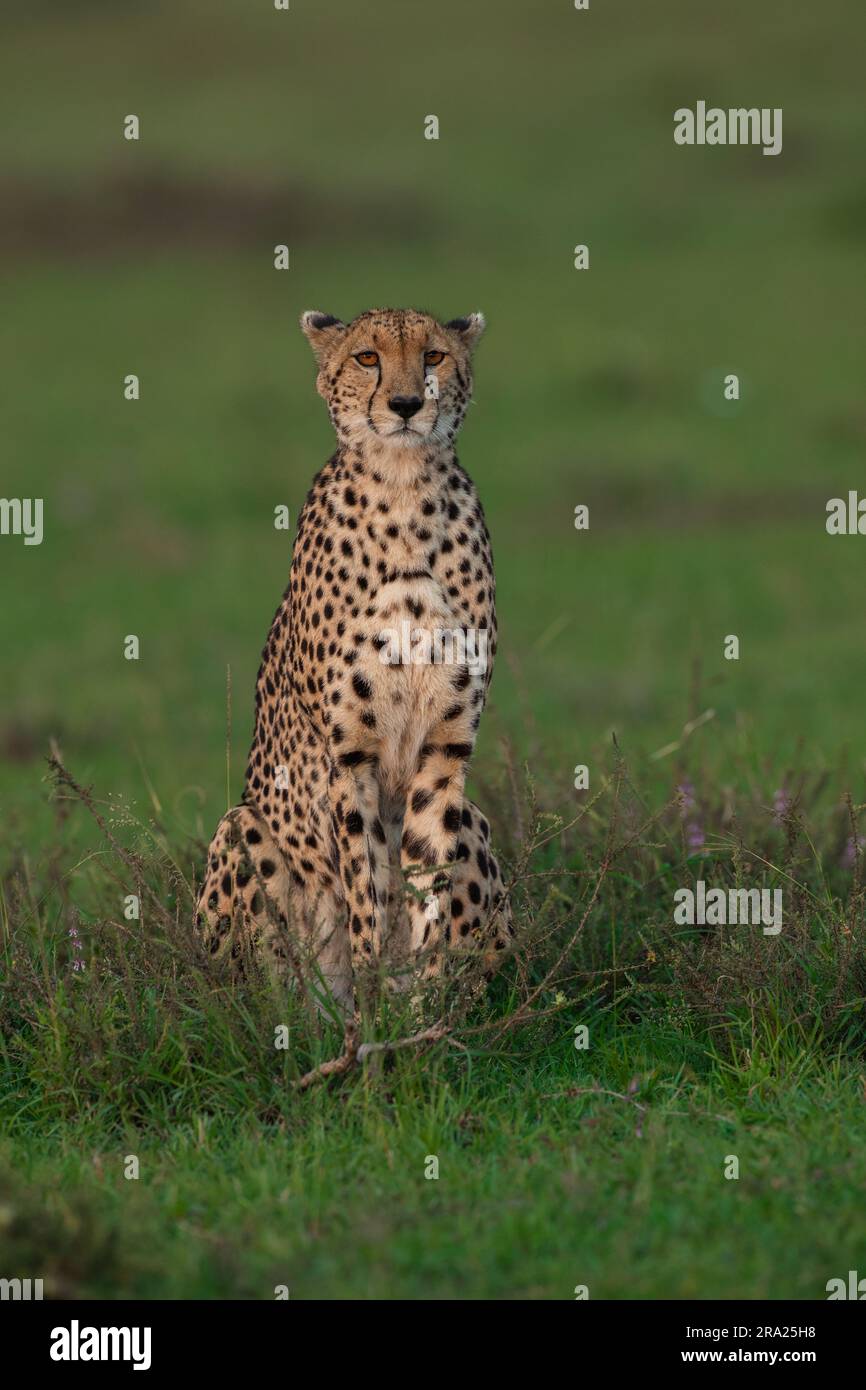 Il ghepardo che fa un contatto visivo con Adi. MASAI MARA, KENYA: QUESTO SIMPATICO ghepardo che sembra ridere di uno scherzo, in effetti si stava godendo quello che potrebbe essere Foto Stock