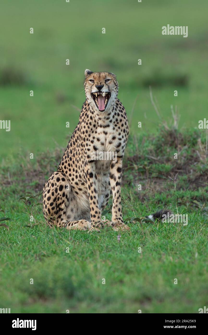 Il ghepardo ridere. MASAI MARA, KENYA: QUESTO SIMPATICO ghepardo che sembra ridere di uno scherzo, in realtà si stava godendo quello che potrebbe essere il savann africano Foto Stock