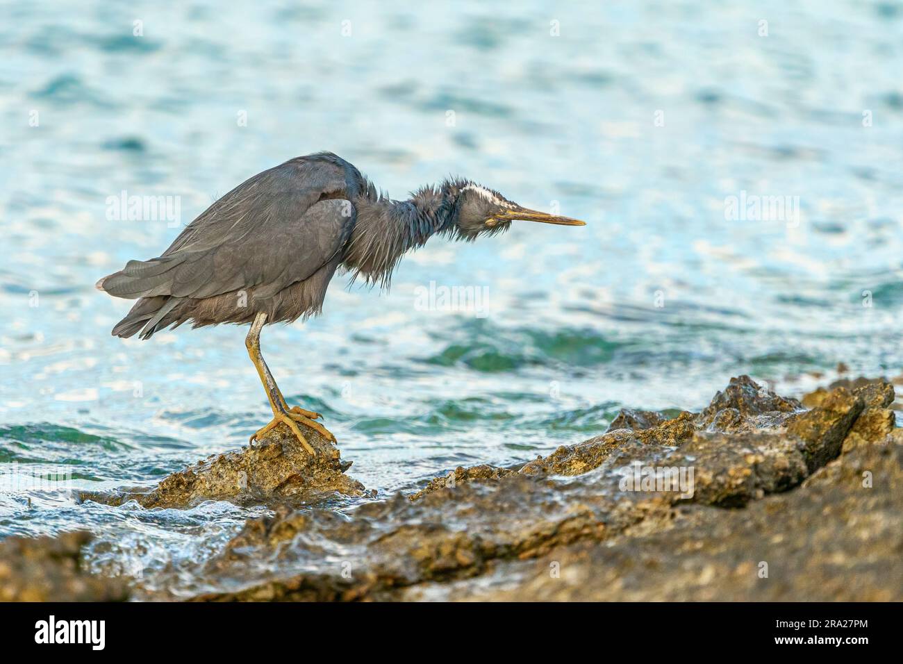 Egret della barriera corallina orientale (Egretta sacra) che scuote l'acqua dalle piume, Lady Elliot Island, Queensland, Australia Foto Stock