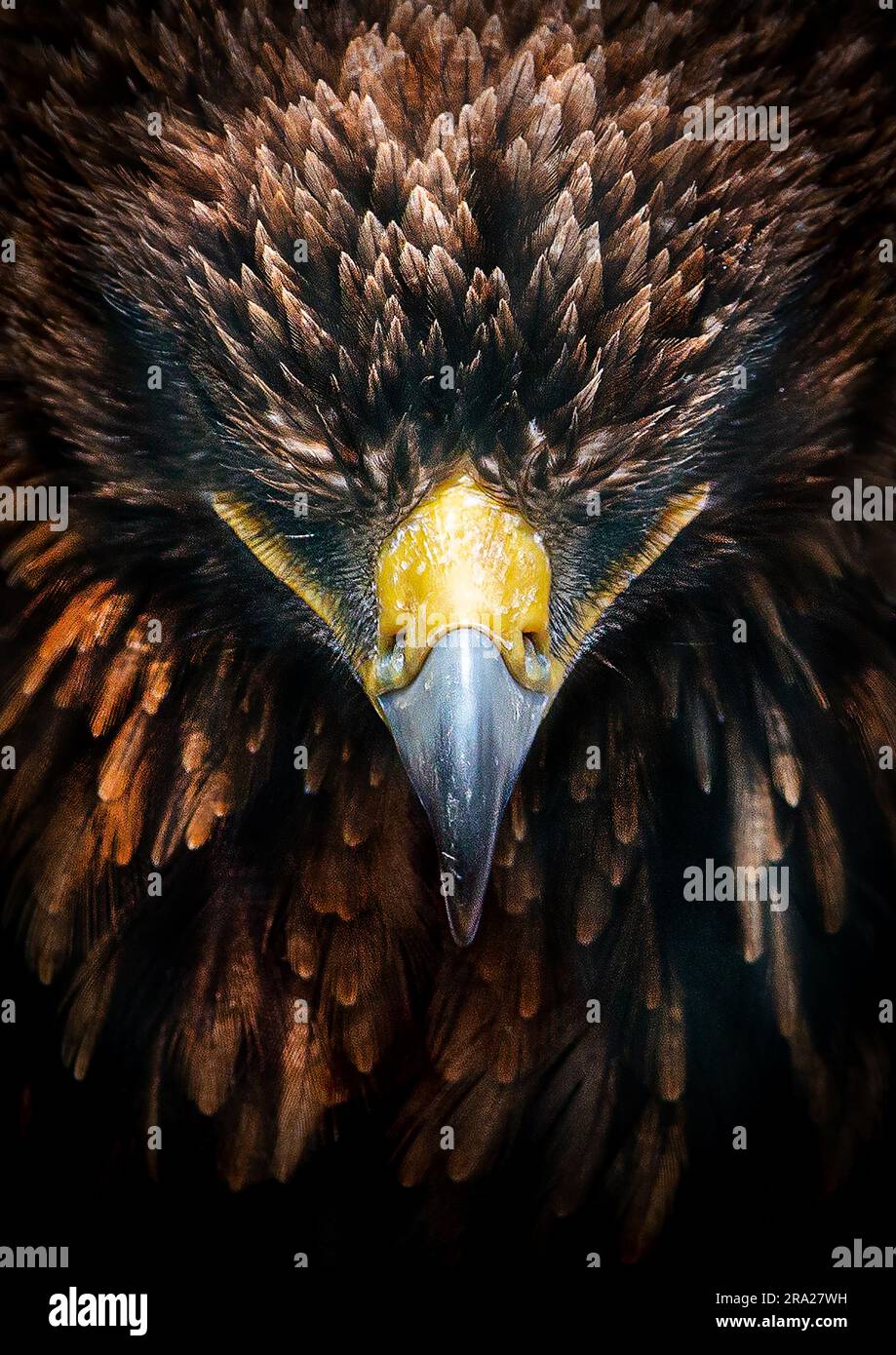 Tawny Eagle scattata al Knowsley Safari Park, PRESCOT ENGLAND, sono state catturate IMMAGINI INCREDIBILI con uccelli rapaci.le immagini mostrano po da vicino Foto Stock