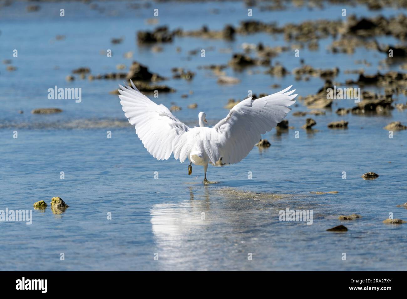 L'egretta di barriera orientale (Egretta sacra) sbatte le ali mentre insegue il pesce nei fondali bassi. Lady Elliot Island, grande Barriera Corallina, Queensland, Australia Foto Stock