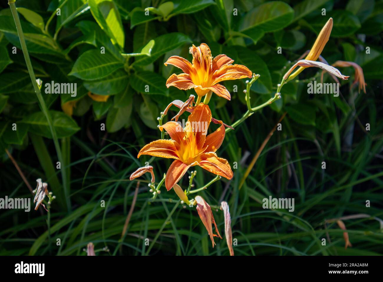 Fossa accanto alla strada Foto Stock